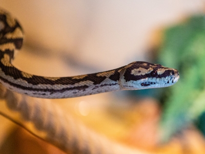 Le python tapis - De Zonnegloed - Refuge pour animaux